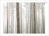 Tree trunks in frorest by Assaf Frank